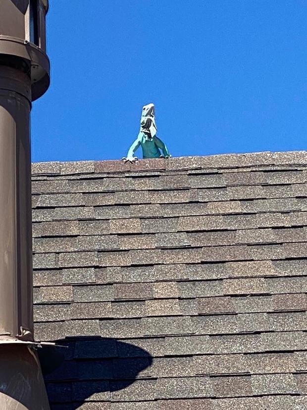 iguana on roof 2 credit westminster pd 