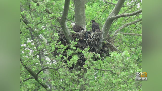Baby-Eaglets-At-Masonville-Cove.jpg 