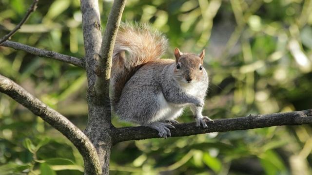 0714-cbsn-squirrels-with-the-plague-514372-640x360.jpg 