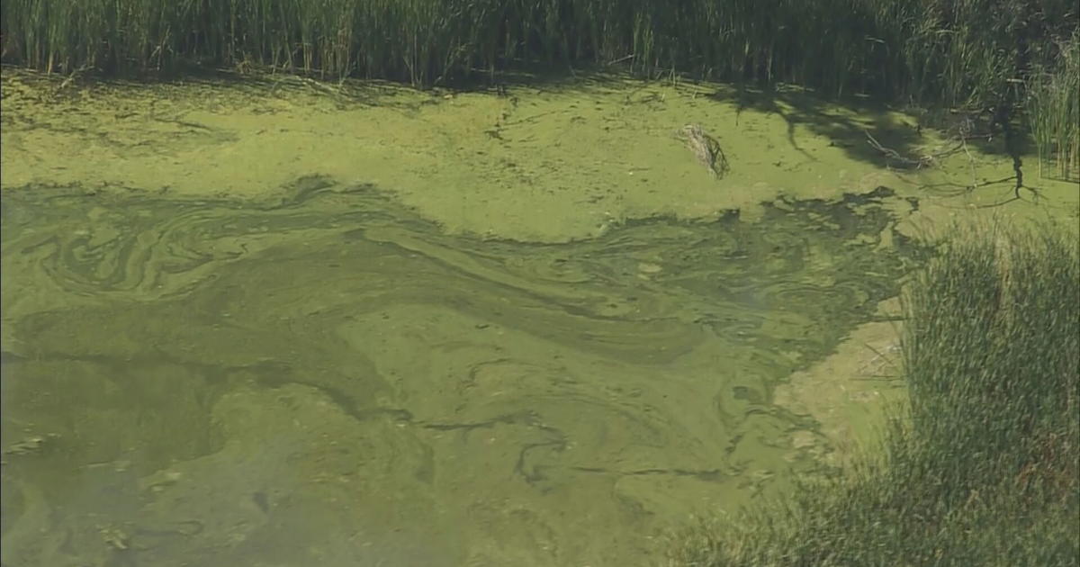 Colorado Health Department Warns About Blue Green Algae In Lakes CBS