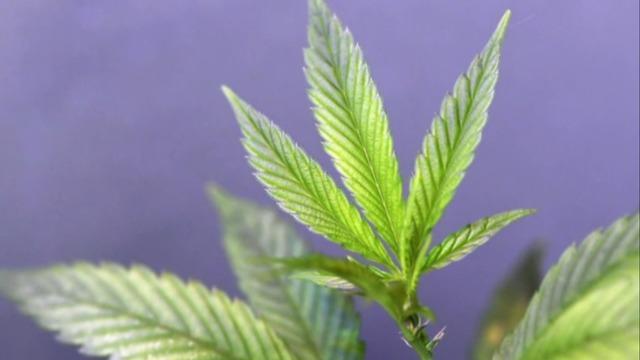 cbsn-fusion-researchers-suggest-cannabis-should-be-studied-as-possible-treatment-for-covid-19-thumbnail-515548-640x360.jpg 