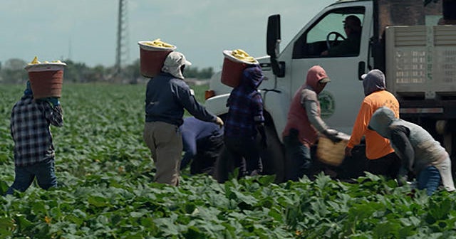 Pandemic's impact on undocumented farm workers in the U.S. could hit global economy