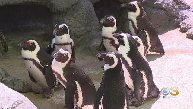 adventure-aquarium-penguins-1.jpg 