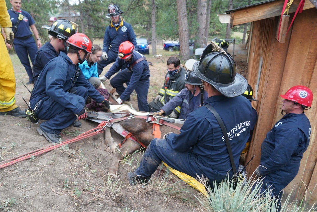 Firefighters Rescue Horse Trapped Upside Down In Ditch - CBS Colorado
