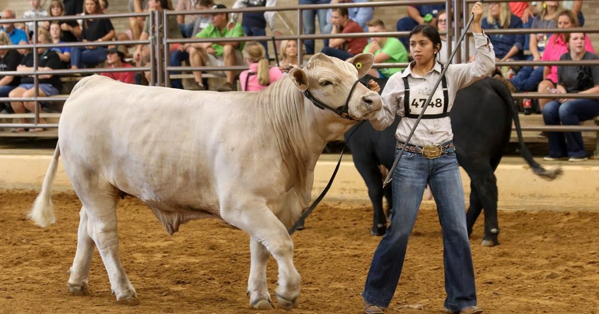 State Fair Of Texas Still Moving Forward With Livestock Market Show