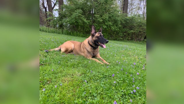 homer-city-k9-thor.jpg 