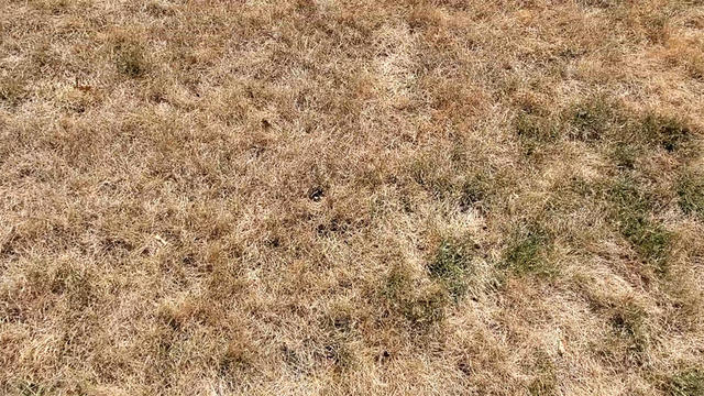 dry-grass-hey-ray.jpg 