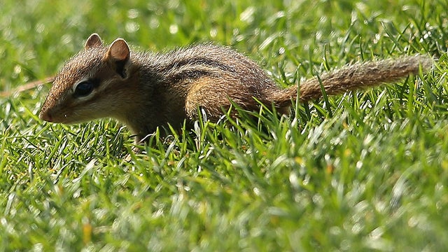 chipmunk.jpg 