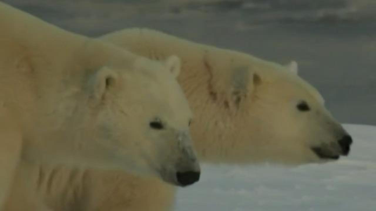 https://assets2.cbsnewsstatic.com/hub/i/r/2020/07/20/2affe061-1cbe-4c85-885d-31744059f0e7/thumbnail/1280x720/4d5b7a1540715e83812228e247aad372/cbsn-fusion-polar-bears-could-go-extinct-climate-change-arctic-sea-ice-melts-thumbnail-517628-640x360.jpg?v=5382e209c94ee904b3a96a69f8ca0ce0