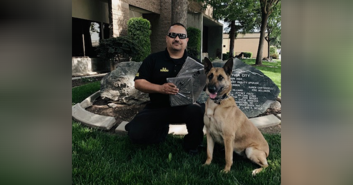 Correctional Officer Attacked By Wasps While Driving In Galt - CBS ...