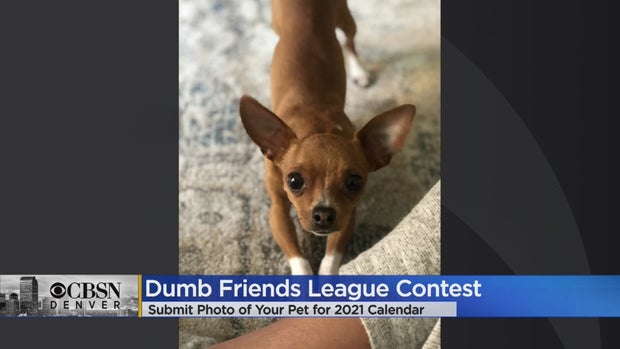 dumb friends league pet photo contest 