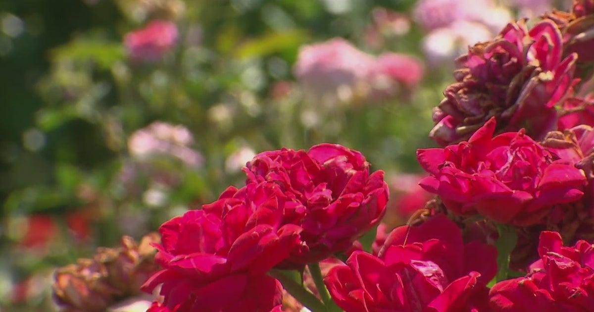 Gardening 101: Managing Rose Rosette Virus - CBS Texas