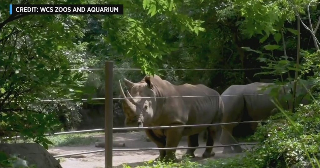 New York City Zoos Reopen To All CBS New York