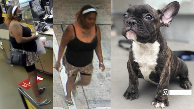 Berkeley suspect stolen French Bulldog puppy 