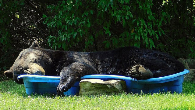black-bear-pool.jpg 