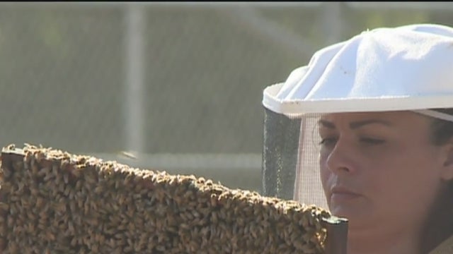 beekeeping-rio-cosumnes.jpg 