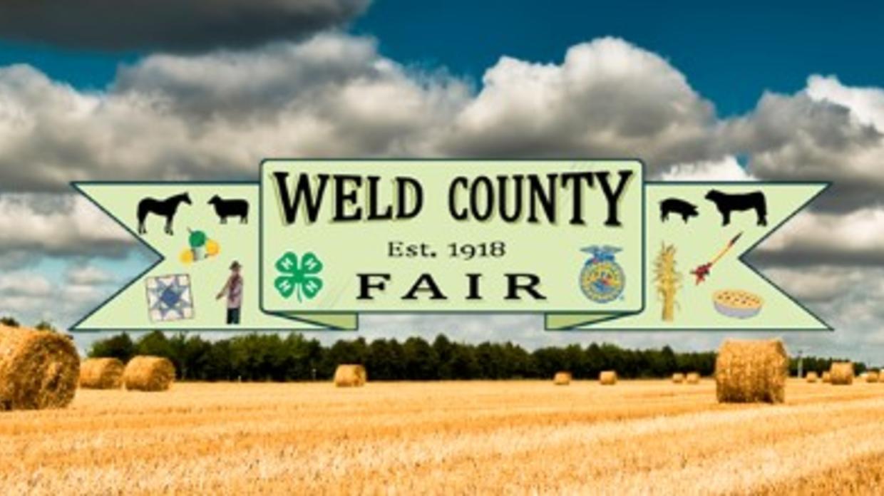 Weld County Fair Takes All The Livestock Action Online This Year CBS