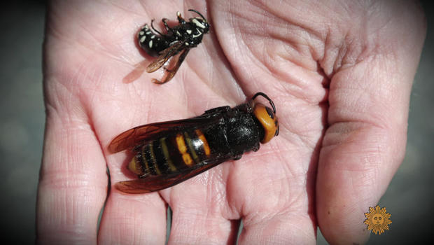a-very-large-asian-giant-hornet-620.jpg 