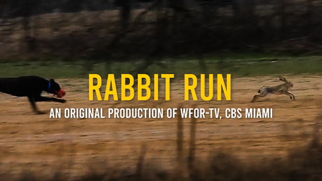 Rabbit-Run-Pic-1.png 