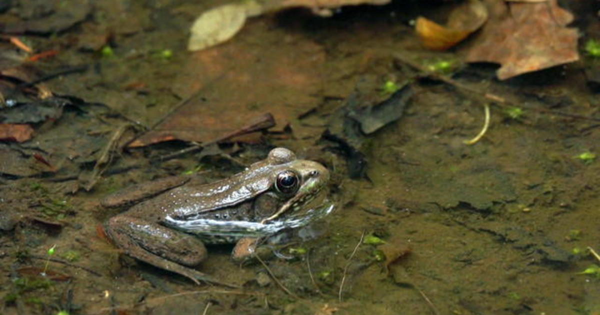 Nature: Frogs and tadpoles - CBS News