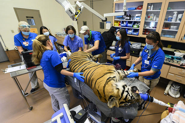 Zoo Miami Tiger Fertility Exam 