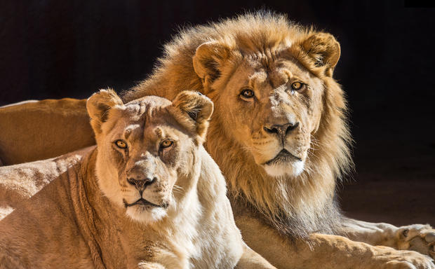 African lion pair Hubert and Kalisa, photo by Jamie Pham 