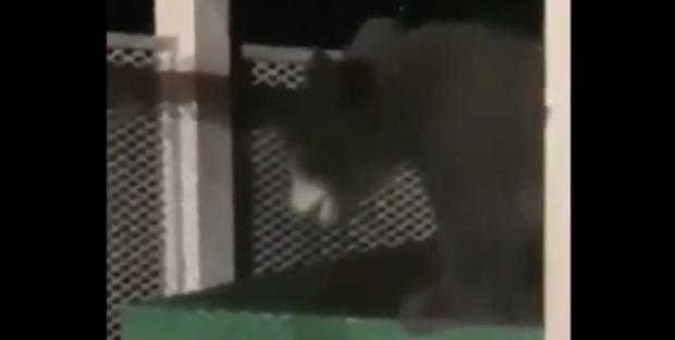 bear-cub 