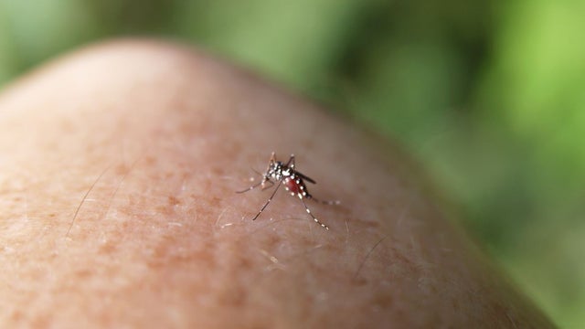 mosquito-bite.jpg 