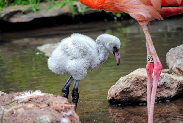 new baby flamingo at philly zoo 