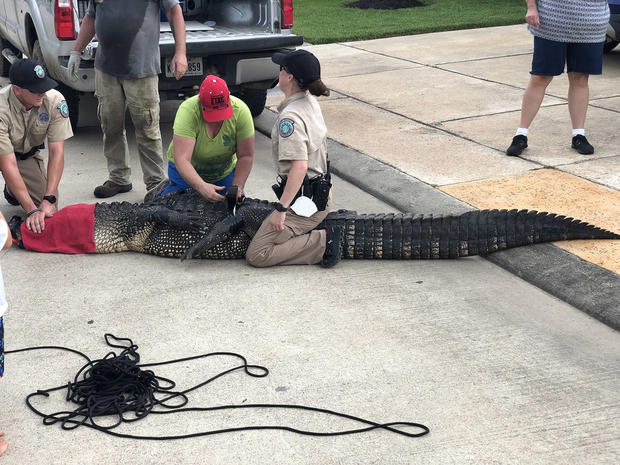 12 foot alligator 