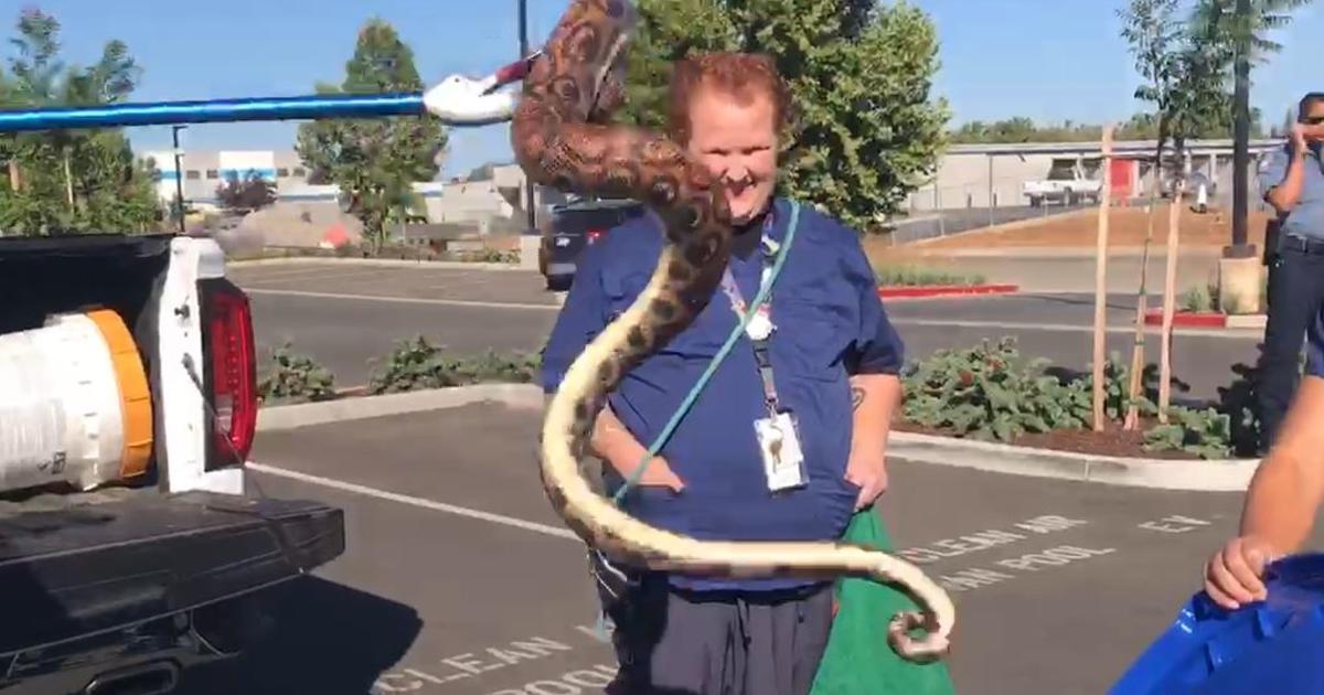 NC man pulls 6-foot snake from neighbor's toilet