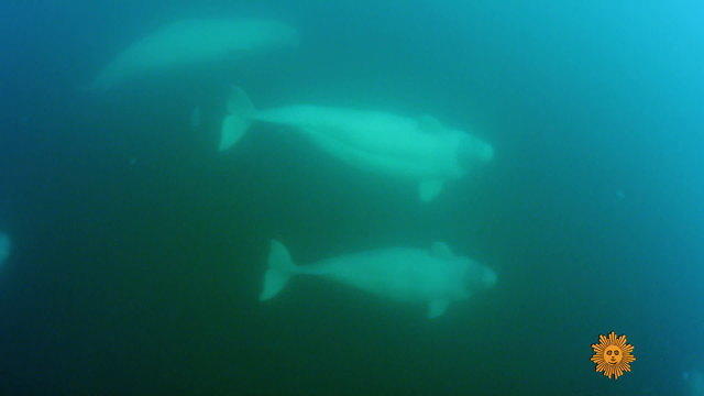 nature-beluga-whales1920-527255-640x360.jpg 