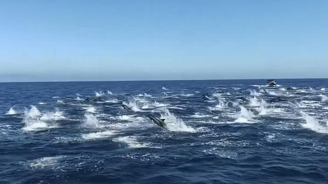 Dolphin-Stampede.jpg 