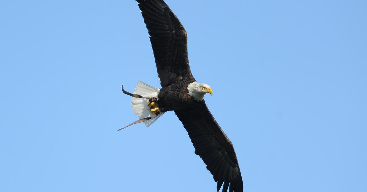 Bald eagle wins duel with state's $950 drone, sending it to the bottom of Lake Michigan
