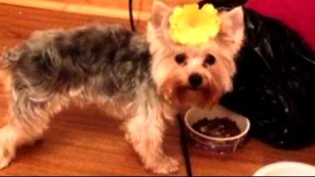 np-1203-dog2-640x360.jpg 