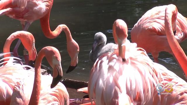 flamingo.jpg 