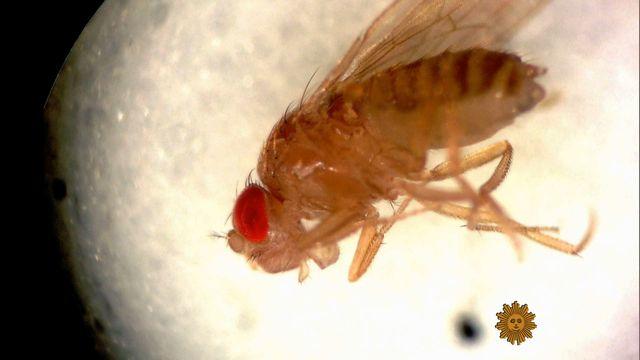 sunmo-0216-fruitfly-640x360.jpg 