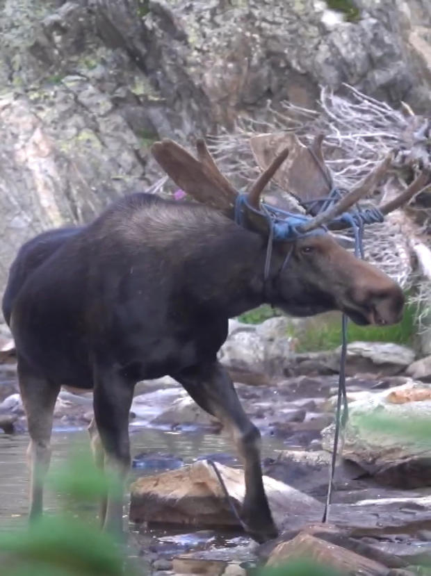 moose with rope (3) 