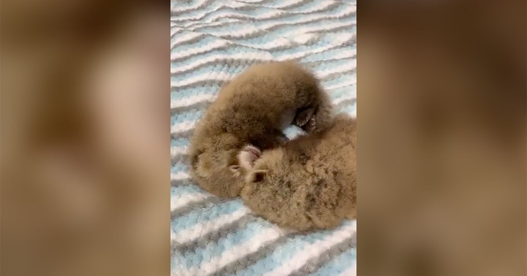 Pennsylvania Zoo Two Critically Endangered Red Panda Cubs