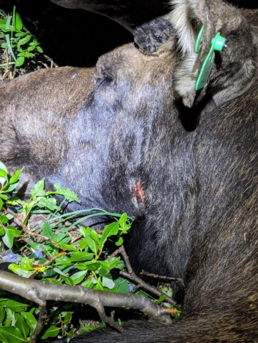Moose Rope Antlers 3 (CPW NE Region tweet) 