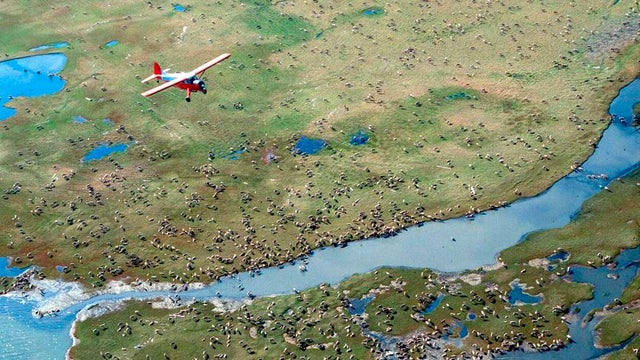 Arctic Wildlife Refuge Oil Leasing 