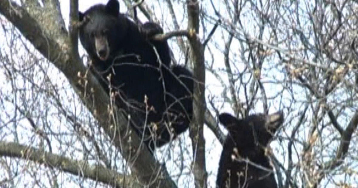 DNR Asks People To Report Black Bear Sightings In Metro Area CBS