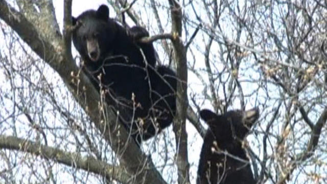 Black-Bears-In-Tree.jpg 