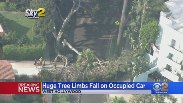Large-Tree-West-Hollywood-Car.jpg 
