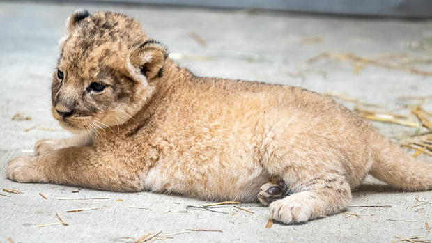 Pittsburgh Zoo Lion Cub 
