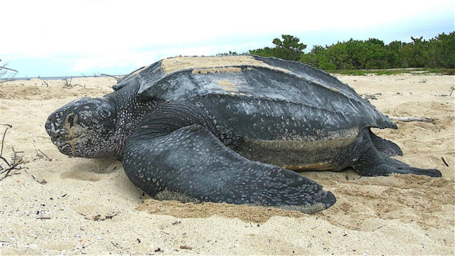 leatherback-sea-turtle.png 