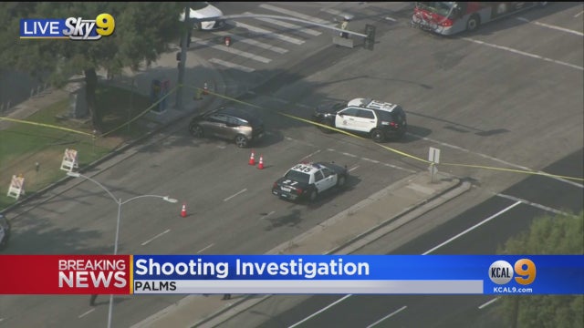 palms-shooting.jpg 