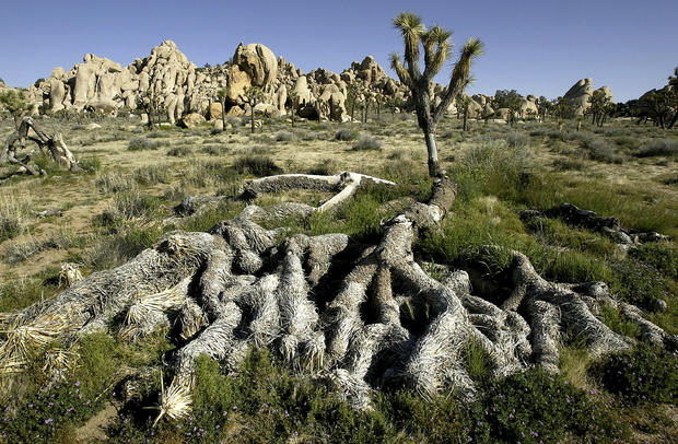 Rain Brings Some Relief to Dying Joshua Trees 