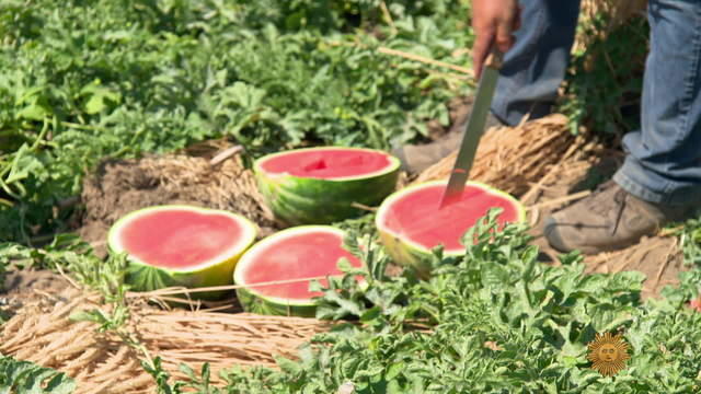 watermelon-534628-640x360.jpg 