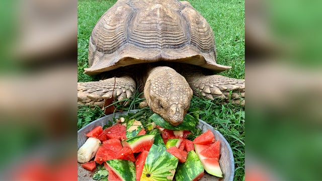 tortoise-on-the-lam.jpg 